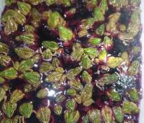 雅安青蛙养殖 优质商家与高品质产品推荐