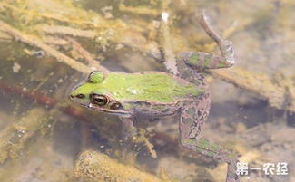稻田蛙鸣 稻蛙共生的生态养殖技术与实践