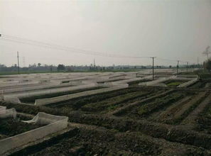 四川青蛙养殖 潜力与机遇并存的绿色产业