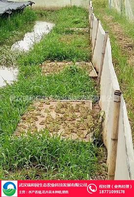 滑县创业新篇章 白手起家，掘金青蛙养殖