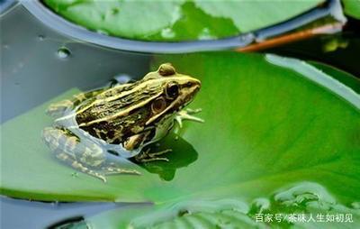 青蛙养殖中红腿病的综合防治策略