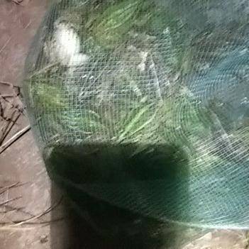 农产品批发供应商曹志平的青蛙养殖经——聚焦惠农网平台的高效发展之路