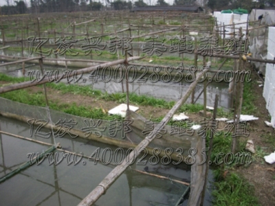重庆红蜻蜓美蛙鱼头火锅加盟 投资前景、供应链与厂家合作指南