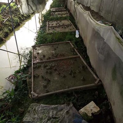 青蛙养殖成本与市场前景分析——以海商网畜禽养殖产品库为例