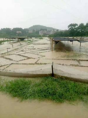 暴雨中的蛙鸣绝唱 武冈邓元泰百亩蛙场覆灭记
